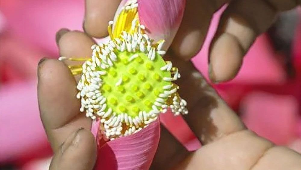 Lotus Farm A sustainable tourism Gem