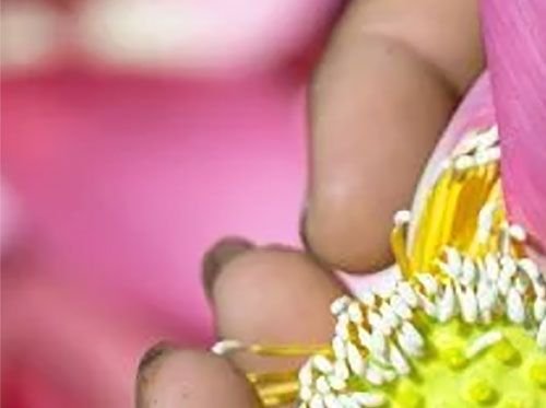 Granja de Loto Tradición se encuentra con la innovación 1/4