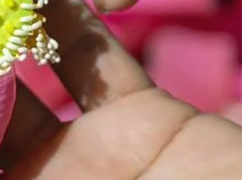 Granja de Loto Tradición se encuentra con la innovación 4/4